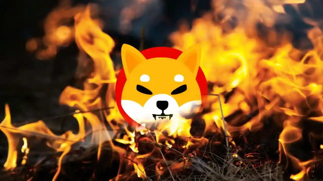 shiba inunun yakimi yapildi